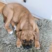 Kassie, Dogo De Burdeos