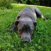 Pacco, Cane Corso