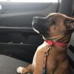Levi, Staffordshire Bull Terrier