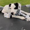 Ricotta, Parson Jack Russell Terrier (De Pelaje Corto - Suave)