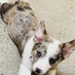 Senna, Welsh Corgi Pembroke