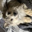 Whiskey Skye, Cairn terrier