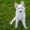 Kimi, White swiss Shepherd Dog