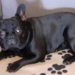 Enzo, Bulldog Francés