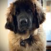 Gros Louis, Leonberg