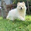 Rubis, Samoyedo
