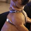 Pookie, Bulldog Francés