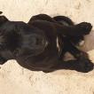 Rio, Staffordshire Bull Terrier