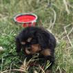 RAVEN, Cavalier King Charles Spaniel