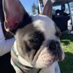Zephyr, Bouledogue francese