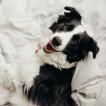 Luna, Border Collie