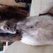 Rochy, Springer spaniel inglés