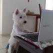 Blanka, West highland white terrier