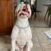 Drogo, Dogo Argentino