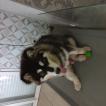 Pinka, Malamute De Alaska