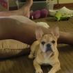 Lilo Rajah, Bulldog Francés