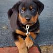 Drogo, Rottweiler