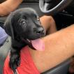 Radja, Labrador Retriever