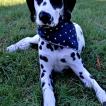 Miles, Dalmatian