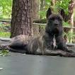 Loki, Cane Corso
