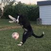 Pixels, Border Collie