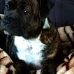 Hari, Staffordshire Bull Terrier