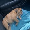Lenny, Bulldog