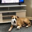 Nala, Bulldog americano