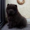 ROMY, Chow Chow