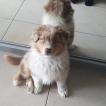 Raïko, Pastor Australiano