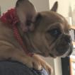Luna, Bulldog Francés
