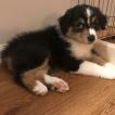 Taika, Berger Australien