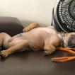 Obi André, Bulldog Francés