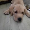 Negan, Labrador Retriever