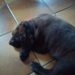 Rex, Labrador Retriever