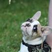 Ruby, Bulldog Francés