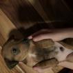 Oscar, Otros perros