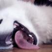 Rakna, Samoyedo