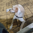 Ísis, Labrador Retriever