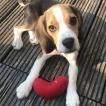 Jeremy, Beagle