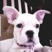 Momo, Bulldog Francés