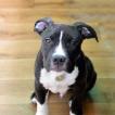 Anubis, American Staffordshire Terrier