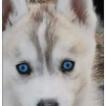 KRYSTAL, Husky Siberiano