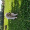 Raven, Pyrenean Mountain Dog