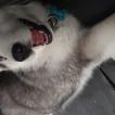 Kaïla, Siberian Husky