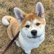 Mochi, Akita Japonés