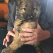 Toruk, Cane da pastore belga