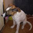 DeeAnn, Parson Jack Russell Terrier (De Pelaje Corto - Suave)