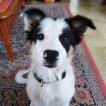 Rhëa, Border Collie