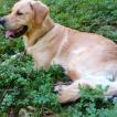 Pongo, Golden Retriever
